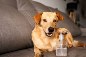 Soap Chemicals are Pet-Friendly